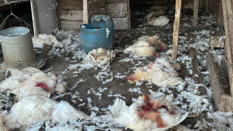 Bursa'da başıboş köpekler çiftliğe sladırdı