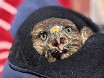 Yaralı şahine Bursa'da şefkat eli