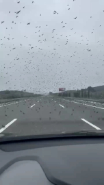 Soğuk hava onları da etkiledi! Bursa otoyolunda şaşırtan görüntüler