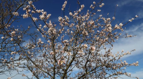 Son cemre toprağa düştü, ağaçlar çiçek açtı