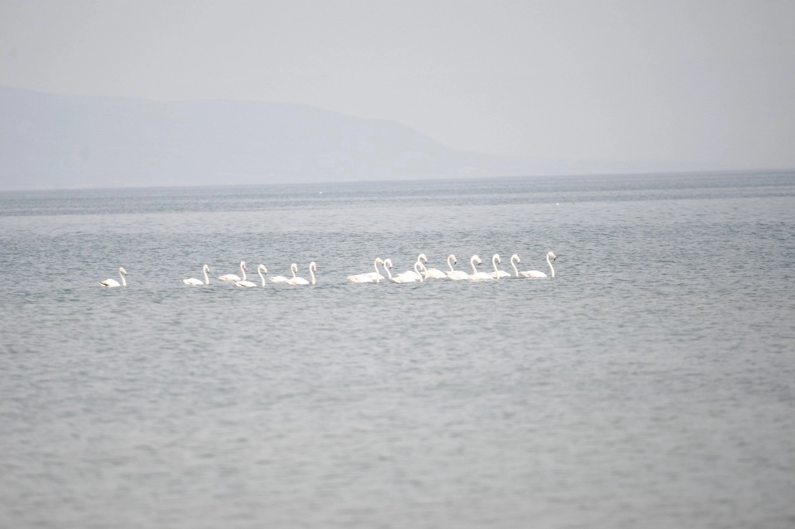 Flamingolar İznik Gölü\&#039;nde mola verdi