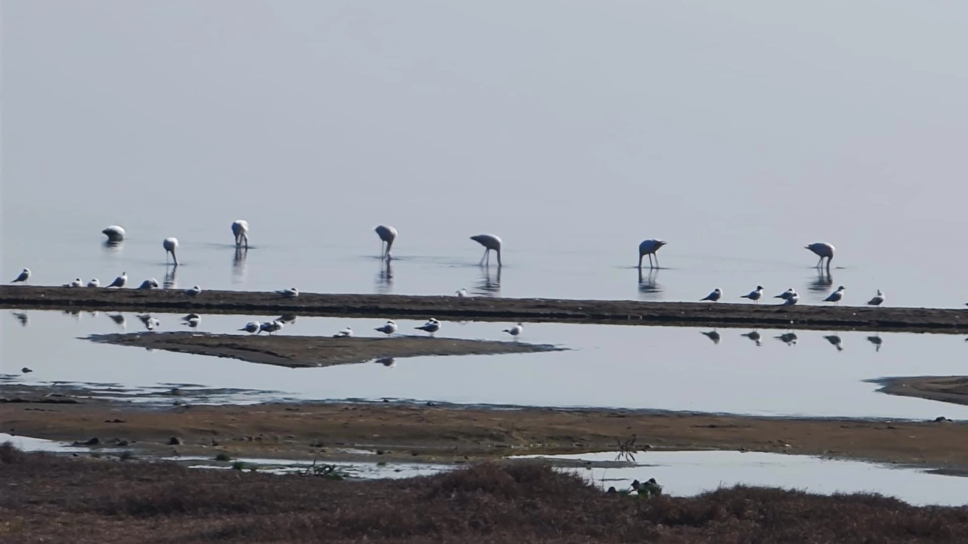 Flamingolar İznik Gölü\&#039;nde mola verdi