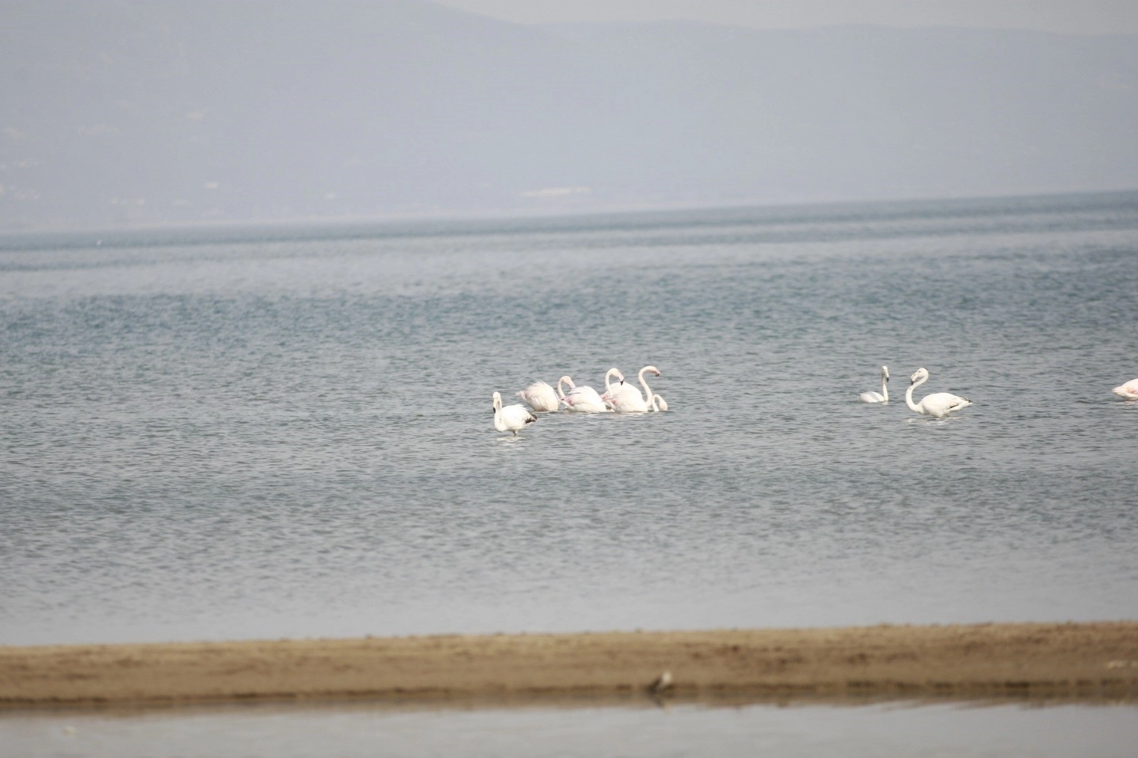 Flamingolar İznik Gölü\&#039;nde mola verdi