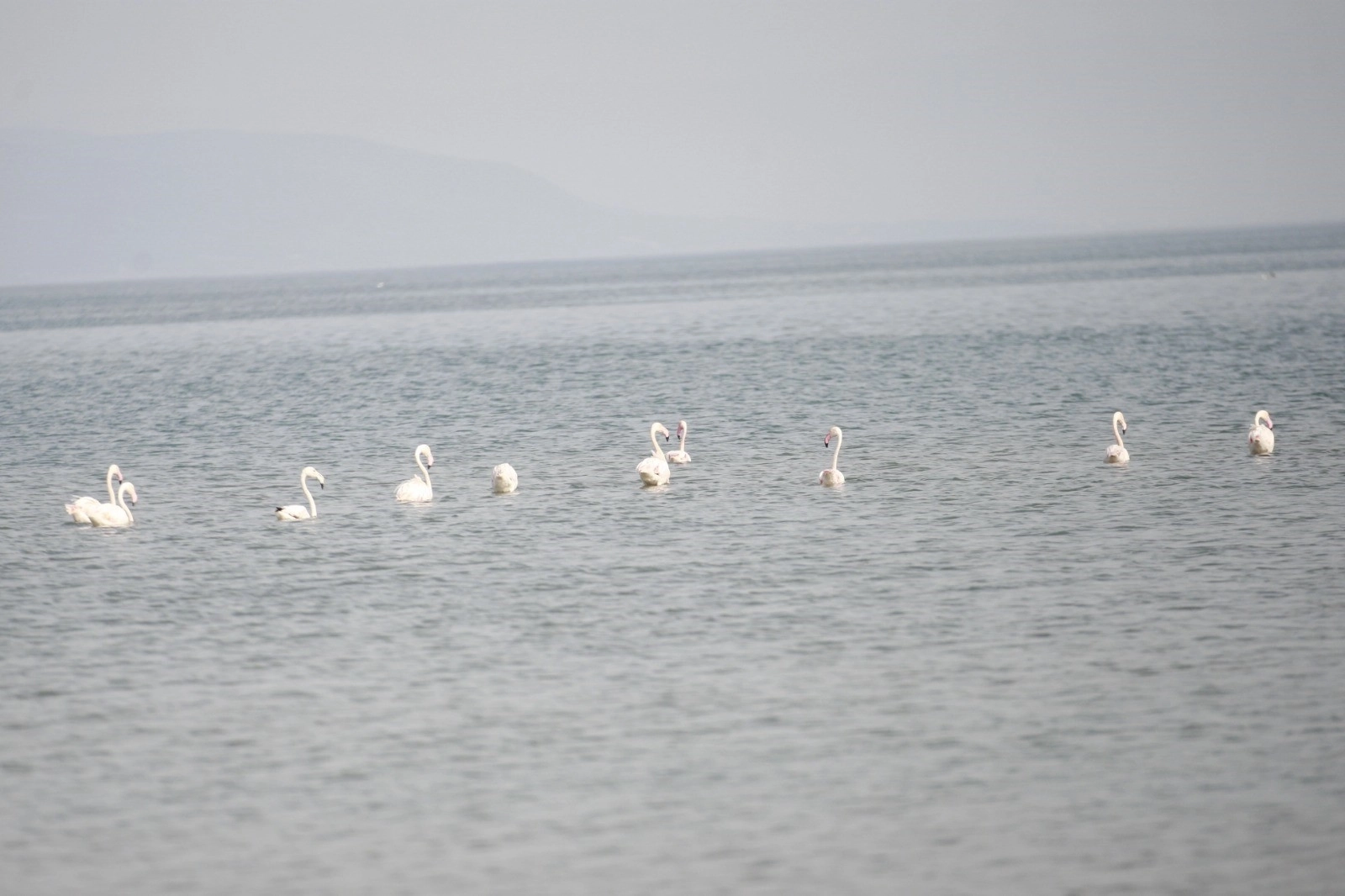 Flamingolar İznik Gölü\&#039;nde mola verdi