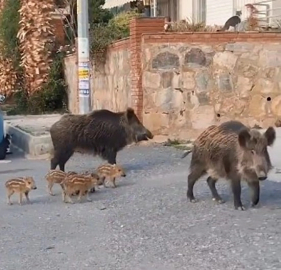Şehre inen domuz sürüsü vatandaşlara zor anlar yaşattı