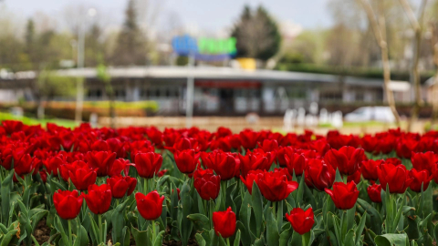 Bursa'da lale sezonu başladı