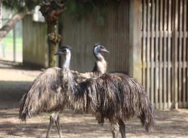 Bahar geliyor, Bursalı emular yazlık tüylere geçiyor