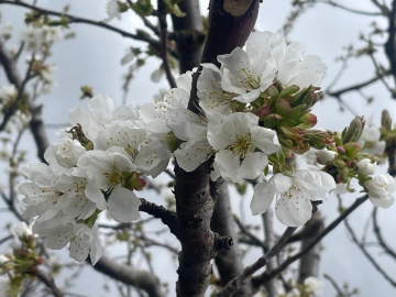 Kiraz ve vişne için ilaçlama önerisi