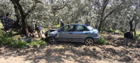 Köpeğe çarpmamak için zeytin tarlasına uçtu