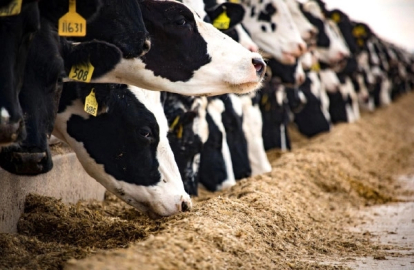 Hayvancılık destekleme başvuruları başladı!