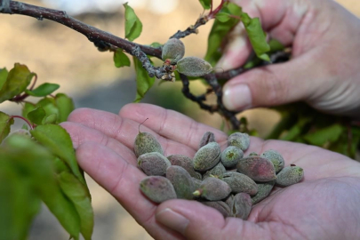 Bursa'da zirai donun faturası ağır olacak