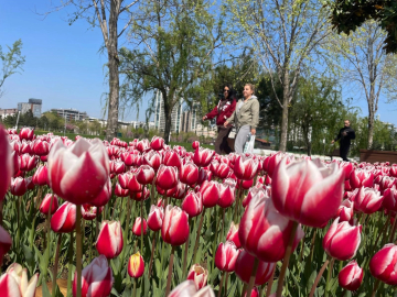 Bursa parkları laleler ile renklendi