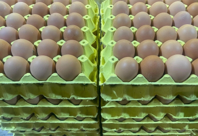 Kampüsten Sofraya: Ekonomik Yumurtalar