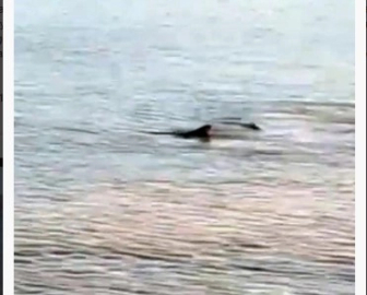 Datça kıyısında iki köpek balığı görüldü