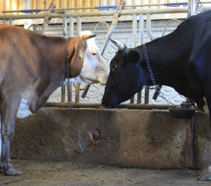 Türkiye, Güney Amerika'dan hayvan ithalatı yapmayı planlıyor
