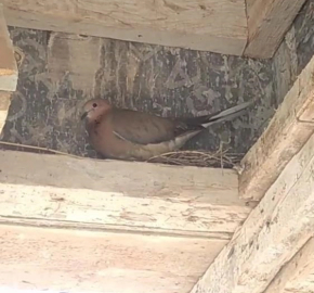 Kuş yuva yaptı, inşaat durdu