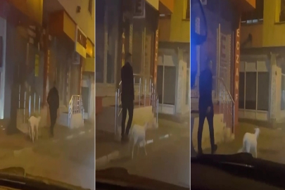 Ne kedi, ne köpek.. Eğittiği kuzusunu dolaşmaya çıkardı