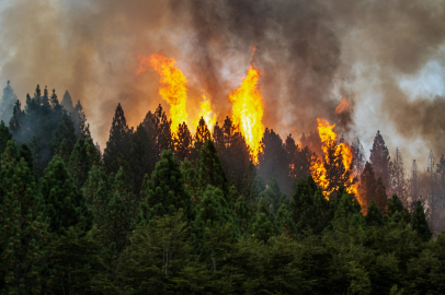Yangınlarla Mücadelede 25 Bin Kişilik İnsan Gücü Kullanılıyor