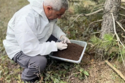 Bu savaş başka : Ormanlara 25 bin terminatör bırakıldı