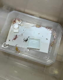 Bursa’da egzotik hayvan ticaretine darbe