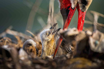 Yaren leyleğin ailesi tamam: 4 yavru dünyaya geldi!