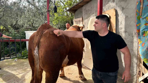 1 tonluk dana, araba fiyatlarıyla yarışıyor