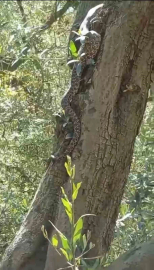 Bursa'da yılanlar ortaya çıkmaya devam ediyor!