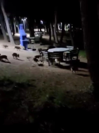 Bursa'da panik anları! Domuz sürüsü piknik alanına indi