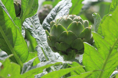 Hasanağa Enginarı rekor verimle üreticiyi sevindirdi