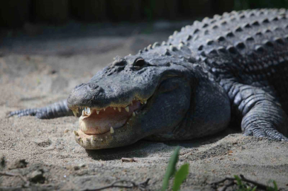 Bursa'nın timsahı keyifli