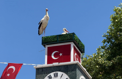 Leylekler geri döndü! İznik’te doğa kazandı