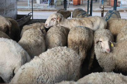 Nilüfer Kurban Bayramı’na hazır