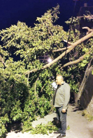 Devrilen dut ağacı mahalleyi ayağa kaldırdı