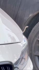 Bursa’da yılanlar sokaklarda cirit atıyor