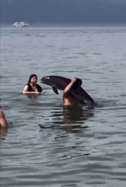 Ölmüş yunus balığını sırtında taşıdı