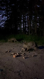 Uludağ’da tilkileri besledi, o anları kayda aldı