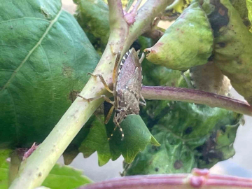 Bursa’da yüzlerce çiftçinin kabusu oldu...