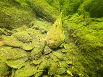 Gemlik’in dip temizliği büyükşehirden