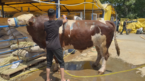 Kurban pazarının şampiyonu dana, 420 bin liraya satıldı
