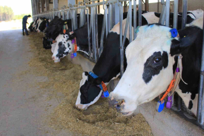 Süt üretiminde fazlalık var, Haziran’da değerlendirme yapılacak