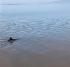 Bursa’da karaya vuran yunus kurtarıldı