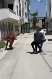 Bursa’da kurbanlık dana ipi kopardı