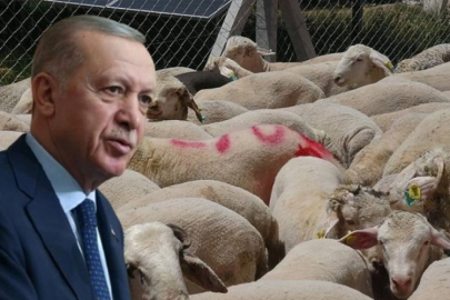 Cumhurbaşkanı Erdoğan kurbanda ne kesti?