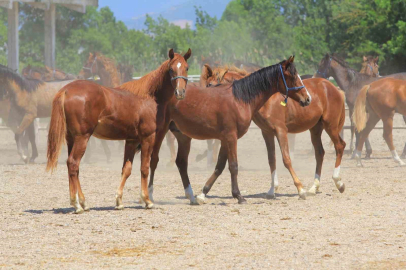 Litresi 2,5 milyon lira yok satıyor