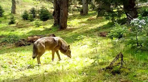 Nesli tehlike altında: Bursa'da böyle görüntülendi