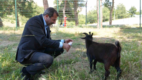 Gürsu’ya butik hayvanat bahçesi
