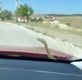 Kaputtan yılan çıktı, sosyal medya sallandı!