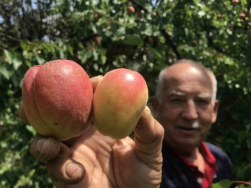 Altın gibi kayısı: Kilosu 1000 TL’yi aştı!