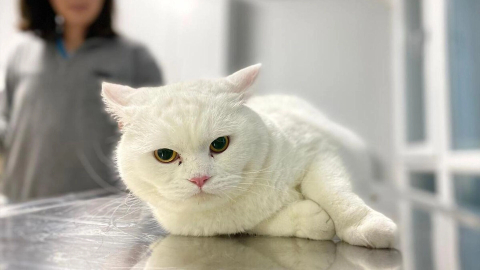 Evcil hayvanlar neden halılara kusmayı sever?