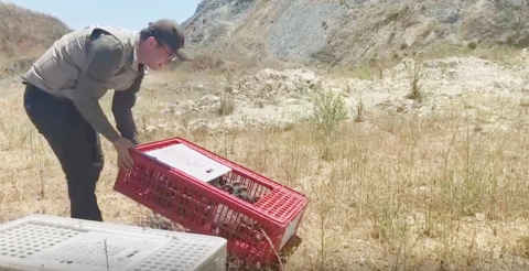 Bursa’da tam 100 adet doğaya bırakıldı